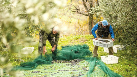 Zeytin ve zeytinyağının da başkentiyiz