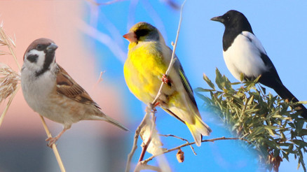 Burdurun sulak alanlarında 298 kuş türü barınıyor