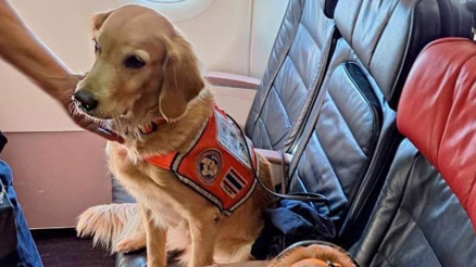 Depremde görev alan köpekler business class uçtu