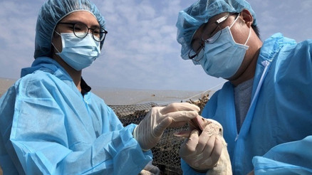 Kuş gribi alarmı: 36 bin 766 tavuk itlaf edildi