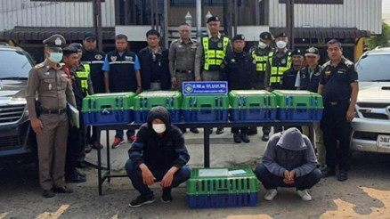 Aracın bagajında onlarca kaçak maymun bulundu