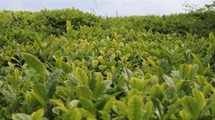 Çaykurdan güçlü kar