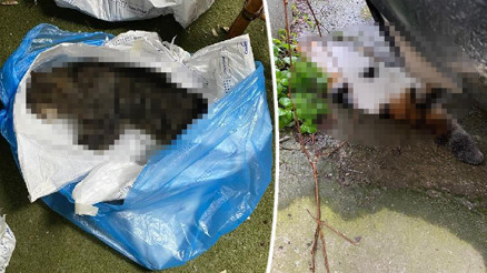 Kadıköyde mahalleliyi ayağa kaldıran toplu kedi ölümleri Kadıköyde mahalleliyi ayağa kaldıran toplu kedi ölümleri