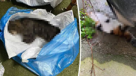 Kadıköyde toplu kedi ölümleri mahalleliyi ayağa kaldırdı Kadıköyde toplu kedi ölümleri mahalleliyi ayağa kaldırdı