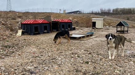 Beytepe Mahallesi’ne mart ‘zehir’ oluyor Beytepe Mahallesi’ne mart ‘zehir’ oluyor