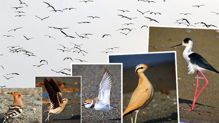 Hayran bırakan görüntü Göçmen kuşlar Hataydan Türkiyeye giriş yapıyor