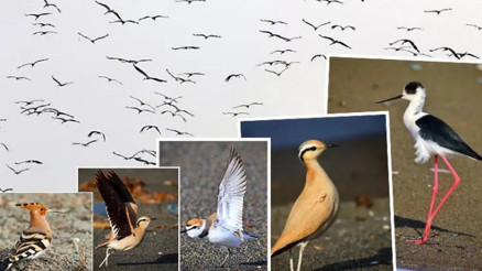 Göçmen kuşlar, depremin yıktığı Hataydan Türkiyeye giriş yapıyor