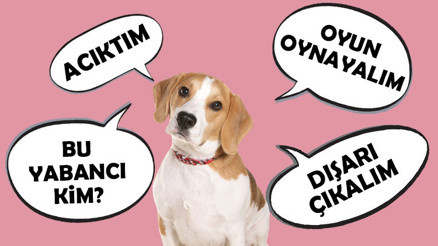 Dünya konuşan köpekleri tartışıyor Acıkınca mama sıkılınca oyun diyorlar... Komutla oyuncak getirmekten ne farkı var