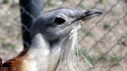 Muşta yaralı bulunan kırmızı listedeki toy kuşuna Vanda tedavi