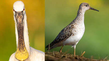 Kuş göçünde 3 günde 130 tür görüntülendi