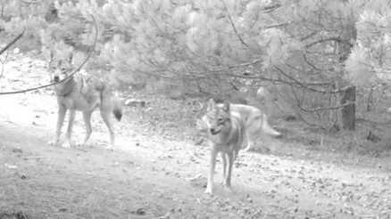 Manisada kurtlar, fotokapanla ilk kez sürü halinde görüntülendi