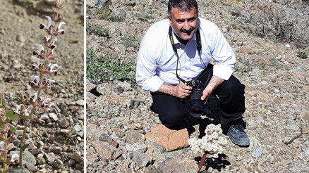 Yeni tespit edilen ada çayı türüne bulunduğu Adıyamanın ismi verildi