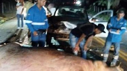 Escobar’ın su aygırlarından biri trafik kazasında öldü