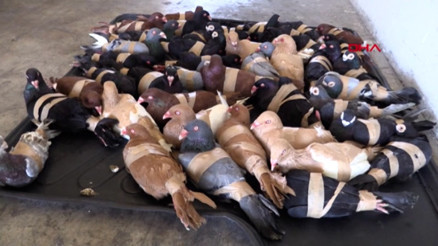 Kapıkulede 44 güvercin ele geçirildi