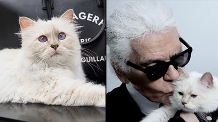 Dünyanın en zengin kedisi milyonluk mirasına kavuşmayı bekliyor: Met Galaya da davet edilmiş