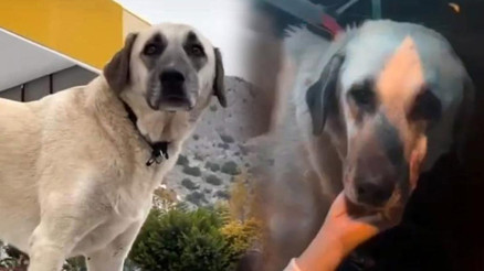 Servis şoförünün cinsel saldırısına uğrayan köpek bulundu