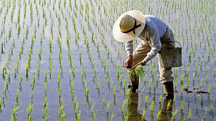 Pirinçte 20 yılın rekoru Gıda fiyatlarındaki artış ve TL’deki değer kaybı nedeniyle Türkiye de listede Pirinçte 20 yılın rekoru Gıda fiyatlarındaki artış ve TL’deki değer kaybı nedeniyle Türkiye de listede