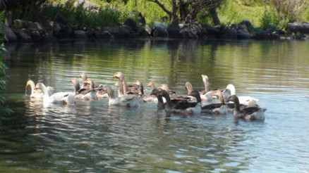 Buzları eriyen Çıldır Gölü, kuş cennetine döndü