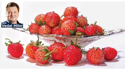 ‘Bütün pişmiş yemekler meyve olmaya özenir’ ‘Bütün pişmiş yemekler meyve olmaya özenir’