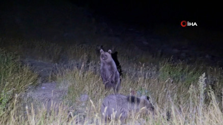 Nemrutun ayıları kış uykusundan uyandı