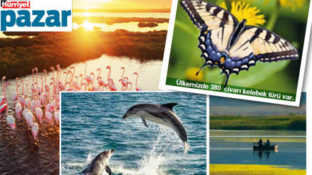 Derde, tasaya kısa bir mola