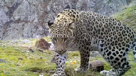 Akdeniz ve Egede Anadolu leoparı heyecanı