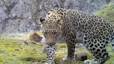 Akdeniz ve Egede Anadolu leoparı heyecanı