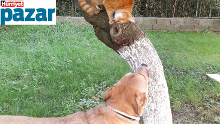 Onu da bu havalar mahvetmesin