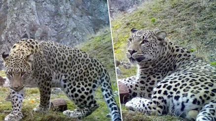 Anadolu parsının DNAsı alındı, Dünya Gen Bankasına girdi Anadolu parsının DNAsı alındı, Dünya Gen Bankasına girdi