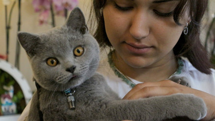 Hırsızlık için girdiği çiçekçiden kedi çaldı