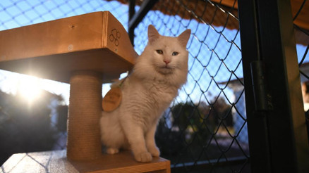 Ankara kedileri emin ellerde Ankara kedileri emin ellerde