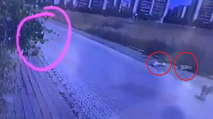 Otomobilden pompalı tüfekle ateş edip 2 köpeği öldürdü