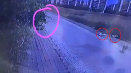 Otomobilden pompalı tüfekle ateş edip 2 köpeği öldürdü
