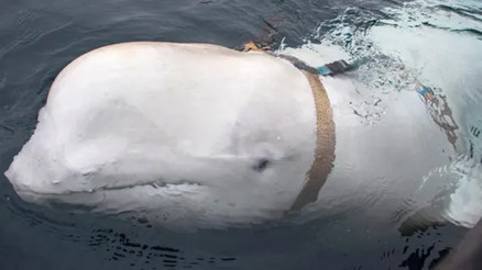 Rusya’nın casus balinası İsveç’te görüldü