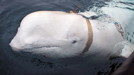 Casus balina İsveç kıyılarında