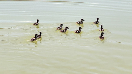 Angut ailesi buluştu