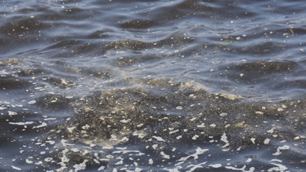 Prof. Dr. Yaşar: İzmir Körfezi çok ağır hasta Prof. Dr. Yaşar: İzmir Körfezi çok ağır hasta