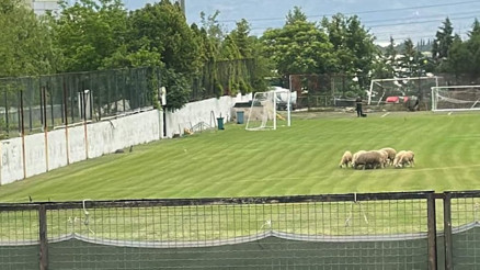Denizlisporun tesislerinde koyunlar otluyor