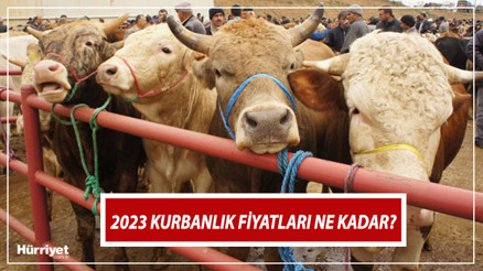 GÜNCEL KURBANLIK FİYATLARI 2023 | Kurban pazarları ne zaman kurulacak Küçükbaş ve büyükbaş hayvan fiyatları ne kadar, kaç TL Canlı kurbanlık kilogram fiyatları belli oldu