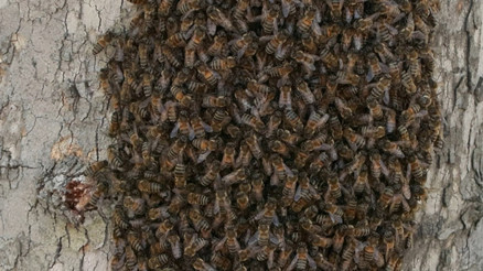 İstanbulda birçok ilçede arı tedirginliği İstanbulda birçok ilçede arı tedirginliği