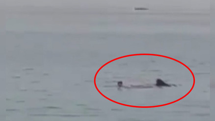 Mısırda köpekbalığı saldırısına uğrayan Rus turist öldü O anlar kamerada