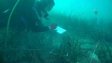 Çanakkale Boğazında deniz çayırlarının azalması biyoçeşitliliği tehdit ediyor Çanakkale Boğazında deniz çayırlarının azalması biyoçeşitliliği tehdit ediyor