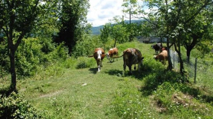 Bartında 4 köy ve beldede şap karantinası