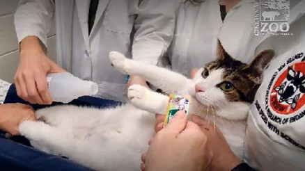 ABD’li bilim insanlarından kedilere ameliyatsız kısırlaştırma