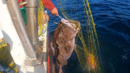 Balıkçının ağına 50 kiloluk fener balığı takıldı