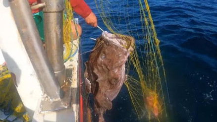 Çanakkalede balıkçının ağına 50 kiloluk fener balığı takıldı