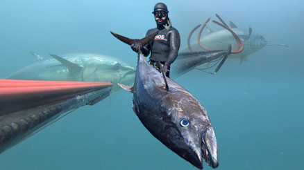 Çanakkale Boğazında zıpkınla avladı Tam 100 kilo