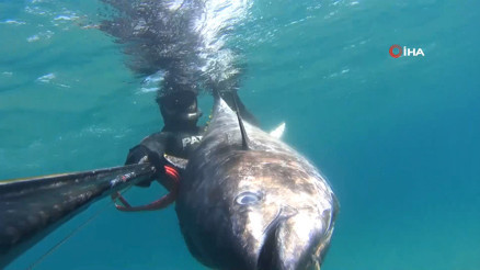 Zıpkınla 100 kiloluk orkinos avladı