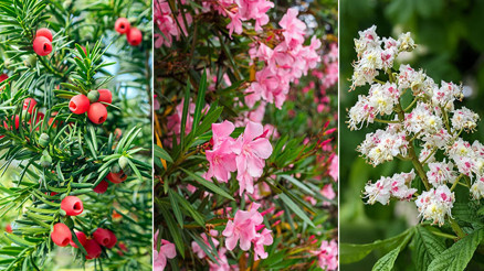 Göz alıcı görünüşlerine aldanmayın... Park, orman ve kıyılardaki zararlı bitkilere dikkat Tehlikeli türler hangileri