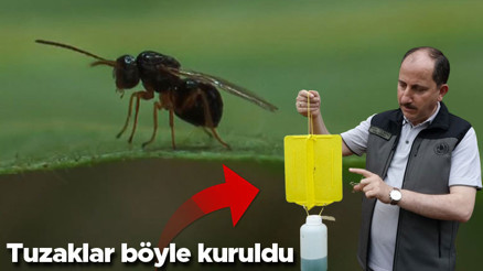 Karadenizde katil arı alarmı 2 yıl içinde kestane ormanlarını istila etti